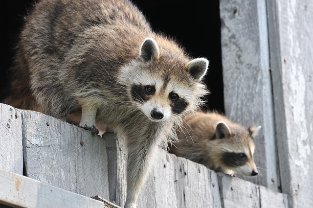 two raccoons hanging out on what looks like a wooden fence